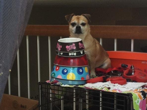 Picture of Kasey, a retro pug, near her bed.