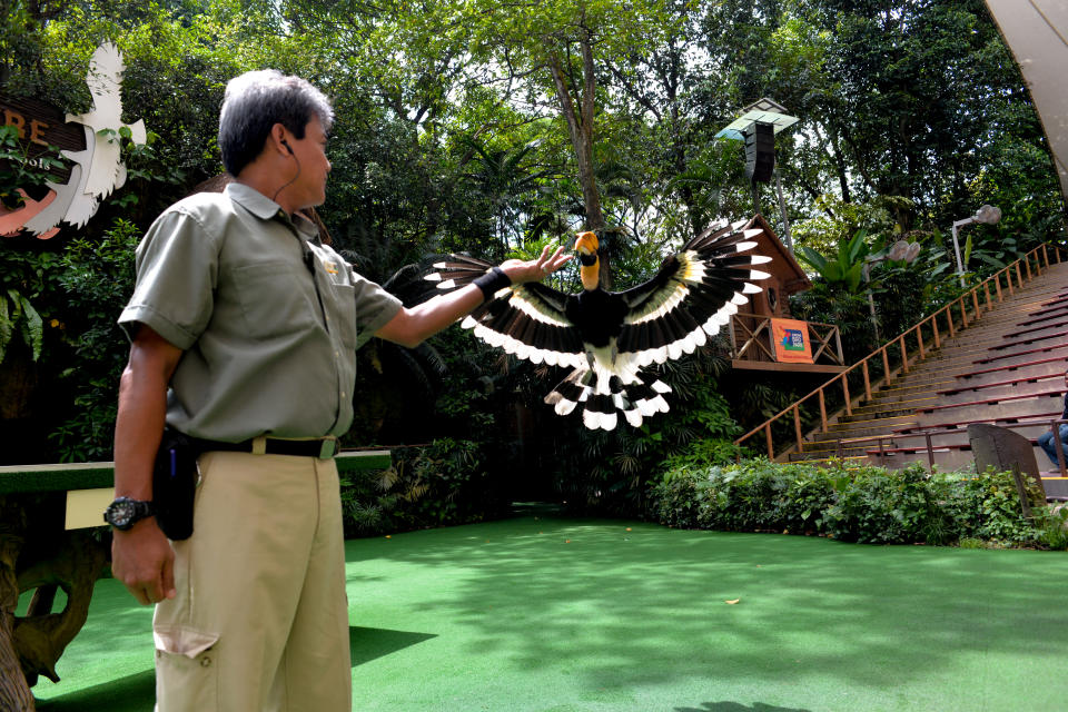 Mohd Saad bin Yahya, Assistant Manager of Animal Presentations and long time staff of Jurong Bird Park, with Sunny the hornbill at Pools Amphitheatre. 50 years on, Jurong Bird Park continues to connect people with nature and stays at the forefront of avian conservation and education. (PHOTO: Wild Reserves Singapore)