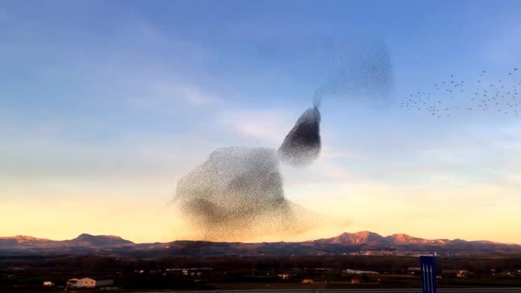 This Christmas Day display by a flock of starlings was caught on camera in Northern Spain