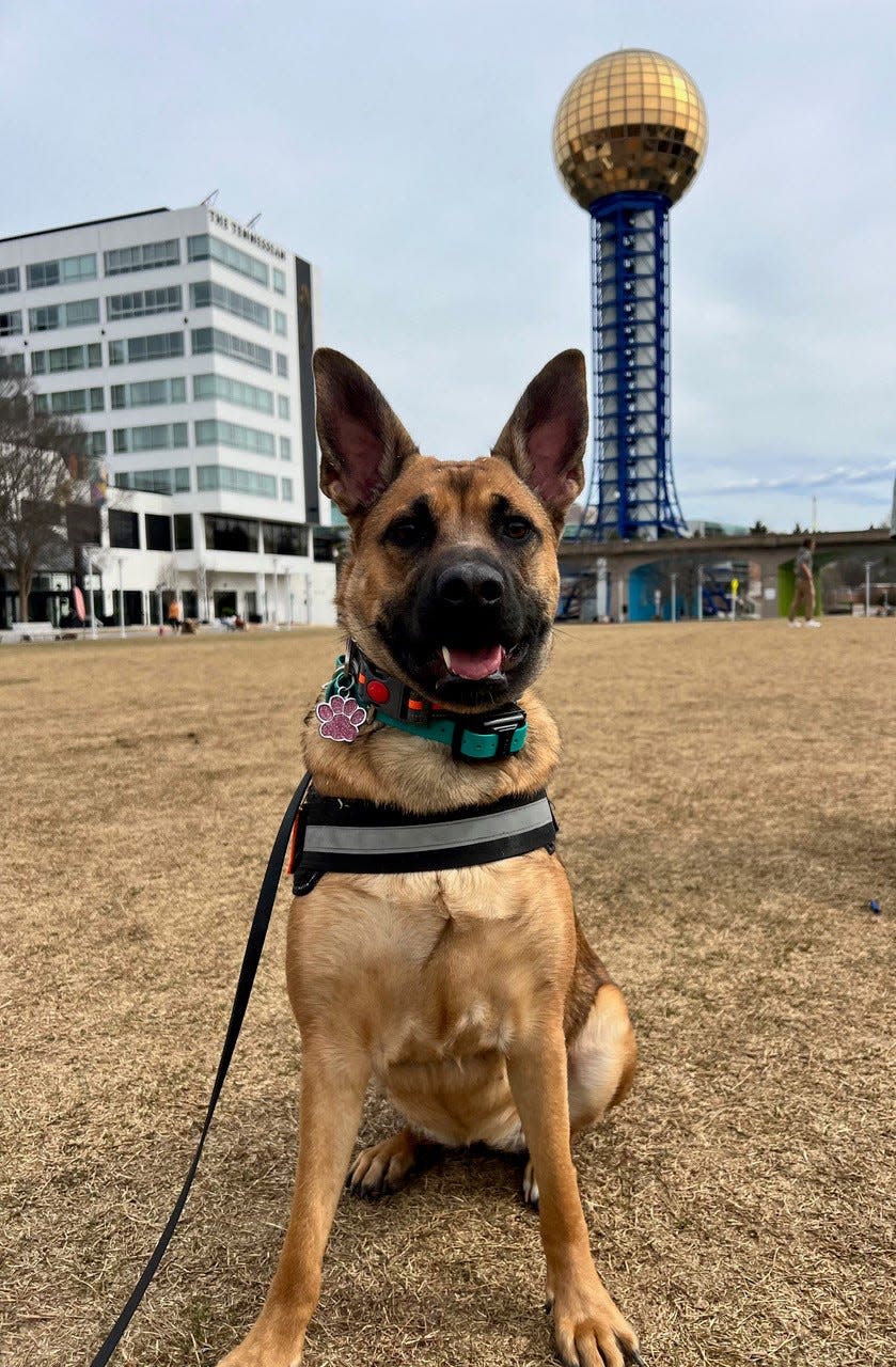 A well-mannered dog shows off a "sit" at the pack walk.