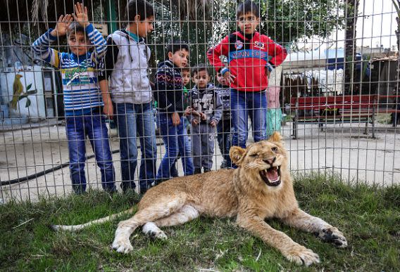 Palestinian children look through the bars of a cage at the declawed lioness Falestine (SAID KHATIB/AFP/Getty Images)