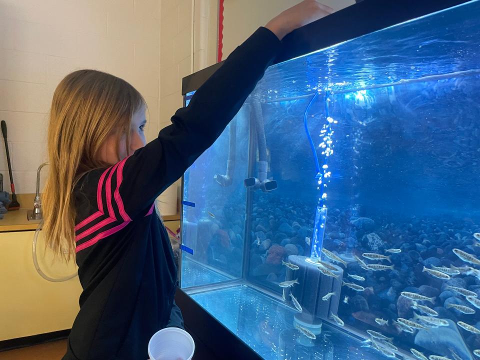 Zoe Day, 10, an Indian Woods fifth grader feeds chinook salmon in Andrew Page's classroom Jan. 24, 2023.