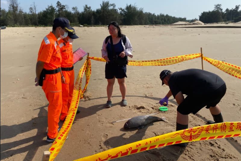 ▲金門岸巡隊今日於金湖鎮及烈嶼鄉海岸各發現1隻死亡鯨豚。(圖/金門岸巡隊提供)