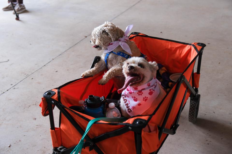 A couple of dogs enjoy the ride Sunday at the 30th annual Muttfest at the Starlight Ranch Event Center in Amarillo.