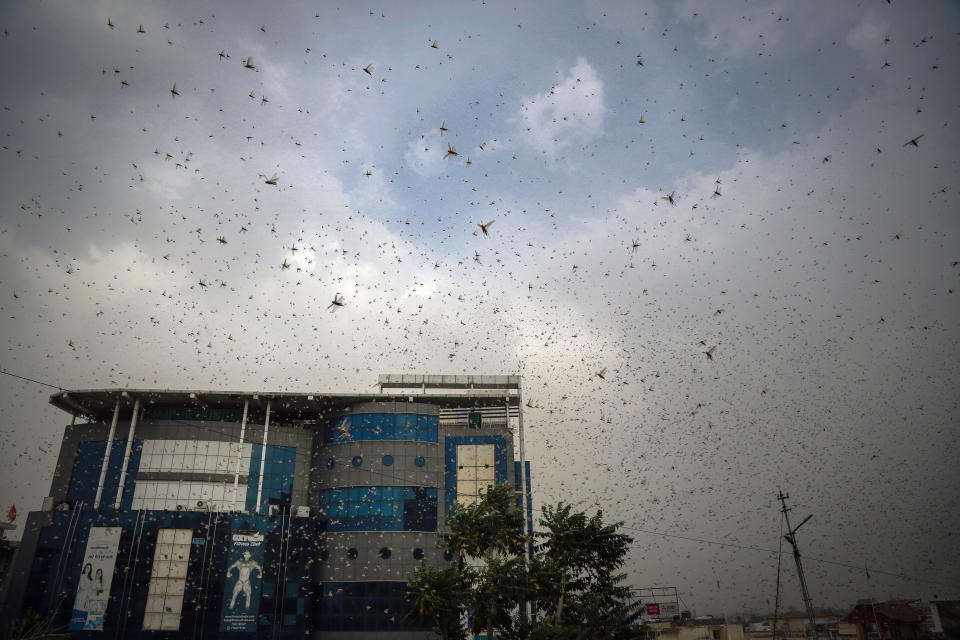 This May 10, 2020 photo shows locusts swarming over city and near by area in Ajmer, Rajasthan, India. More than half of Rajasthan's districts are affected by this worst attack. An invasion of locust swarms is posing a challenge to India’s farmers who are already struggling with economic instability due to the virus lockdown. Authorities estimate that desert locusts have engulfed more than 40,000 hectares in seven of India’s heartland states, raising concerns among farmers about the upcoming summer crop. (AP Photo/Deepak Sharma)