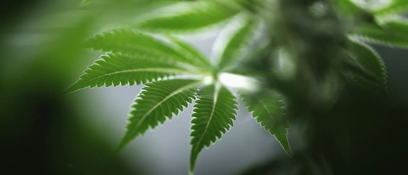 Marijuana Can Help Slow Cancer Tumor Growth, Scientists Say