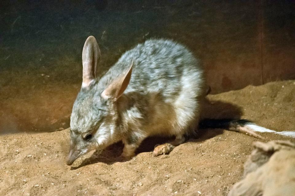 Australien: der Oster-Bilby