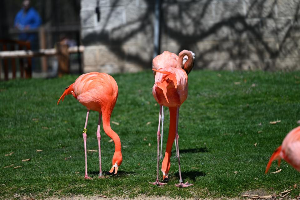 Many animals at Potawatomi Zoo in South Bend were thrown off by the solar eclipse Monday, April 8, 2024. Here, flamingos react to the strange light.