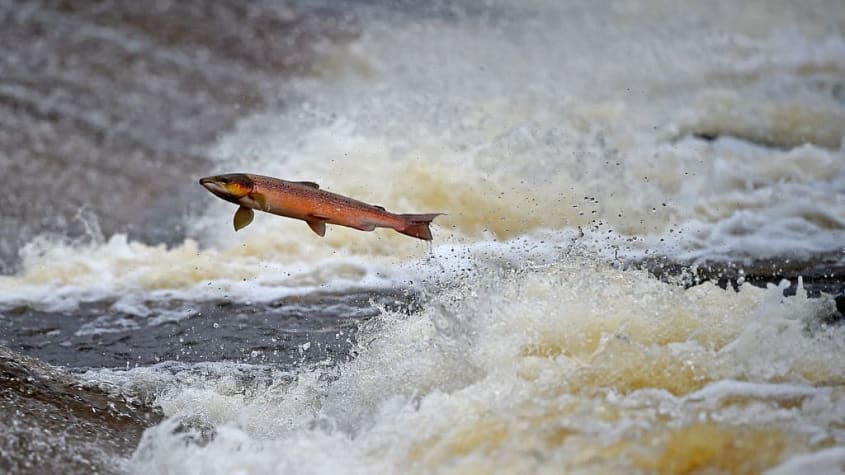 Salmon in a river