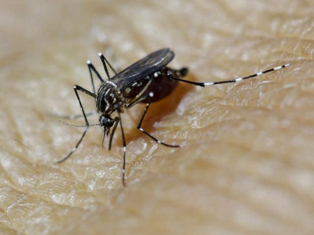 A female Aedes aegypti mosquito is seen on the forearm of a health technician in a laboratory conducting research on preventing the spread of the Zika virus and other mosquito-borne diseases, at the entomology department of the Ministry of Public Health in Guatemala City, February 4, 2016. REUTERS/Josue Decavele  