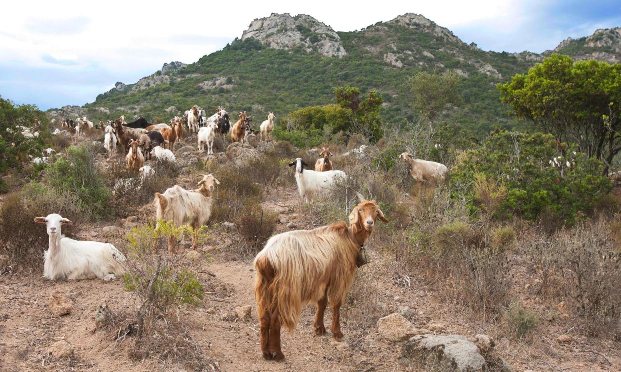 <span>Offers were made from around the world to adopt the Alicudi goats (not pictured here) although the island’s mayor said they should stay in Sicily or southern Italy.</span><span>Photograph: Panther Media GmbH/Alamy</span>