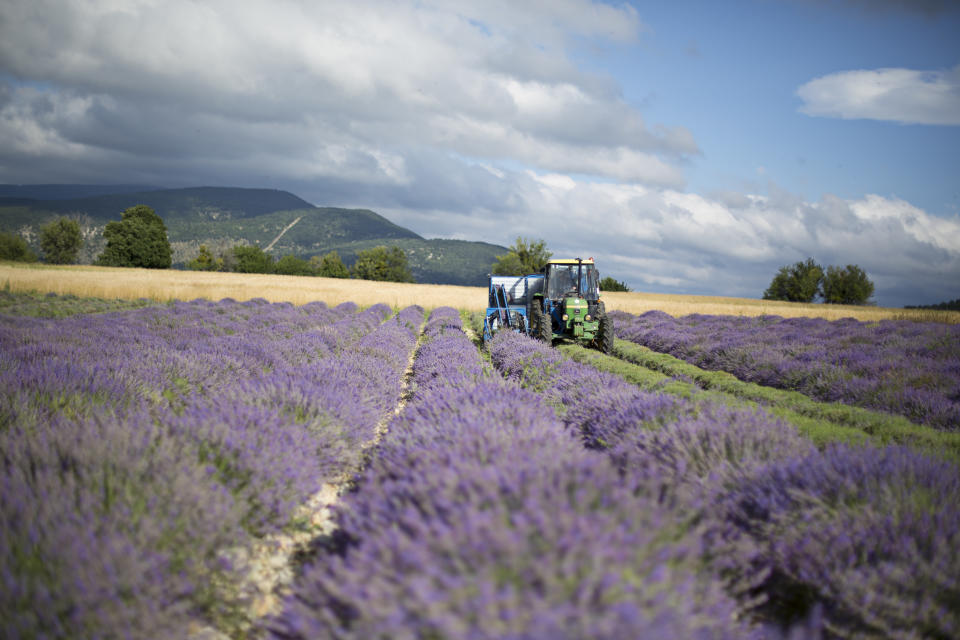 A lavender field.