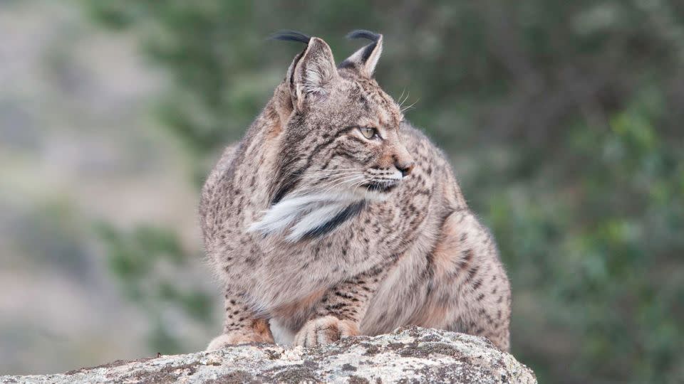 The lynx population in Spain has made an impressive comeback in the last 20 years and is no longer considered endangered. But there are still threats, including road traffic. - Guillermo López-Zamora