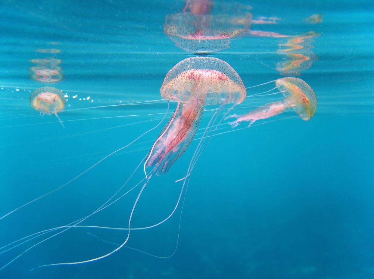 <a href="https://www.shutterstock.com/es/image-photo/dangerous-jellyfish-pelagia-noctiluca-reflections-under-72527206" rel="nofollow noopener" target="_blank" data-ylk="slk:Damsea / Shutterstock;elm:context_link;itc:0;sec:content-canvas" class="link ">Damsea / Shutterstock</a>