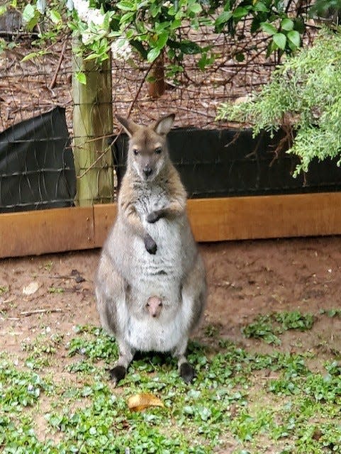 Bennett's wallaby mom and her joey peeking out from its pouch