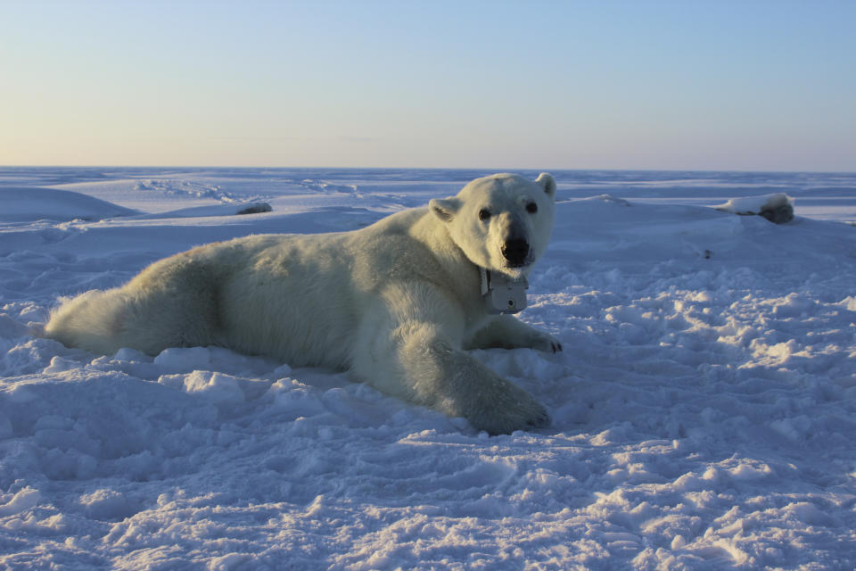 FILE - In this April 15, 2015, file photo, provided by the United States Geological Survey, a polar bear wearing a GPS video-camera collar lies on a chunk of sea ice in the Beaufort Sea. A tiny Alaska Native village has experienced a boom in tourism in recent years as polar bears spend more time on land than on diminishing Arctic sea ice. Alaska's Energy Desk reports more than 2,000 people visited the northern Alaska village of Kaktovik on the Beaufort Sea in 2017 to see polar bears in the wild. Jennifer Reed of the Arctic National Wildlife Refuge says the village had less than 50 visitors annually before 2011. (Anthony Pagano/USGS via AP)