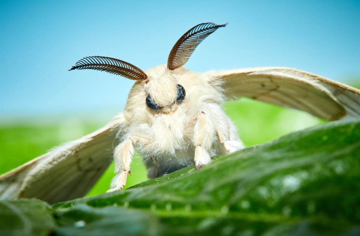 <a href="https://www.shutterstock.com/image-photo/moth-silkworm-bombyx-mori-macro-close-1369736093" rel="nofollow noopener" target="_blank" data-ylk="slk:Macronatura.es, Shutterstock;elm:context_link;itc:0;sec:content-canvas" class="link ">Macronatura.es, Shutterstock</a>