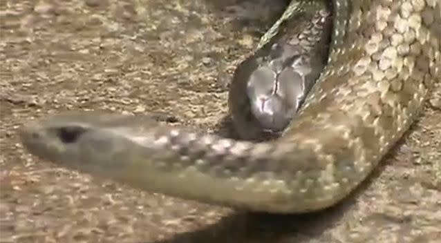 Experts say a reduction in bushland could be responsible for pushing snakes and humans into close quarters. Photo: 7 News