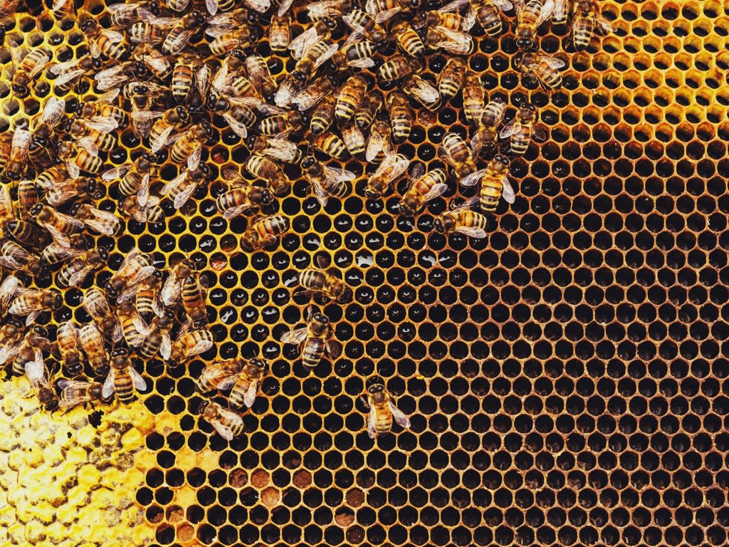 Honeybees’ pollination services are estimated to be in the region of $30bn a year (Getty)