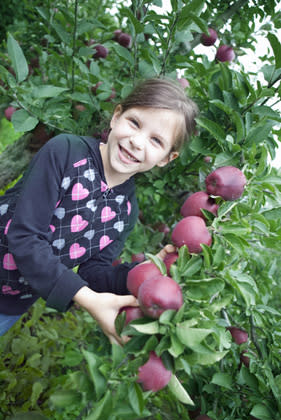 <div class="caption-credit"> Photo by: Shutterstock</div><div class="caption-title">Go apple picking</div>Visit an apple orchard with the family and select the perfect crisp apples to make hot apple cider!