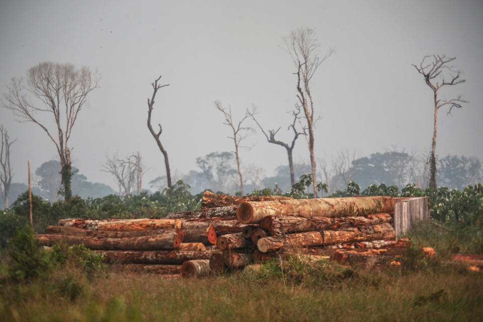 Pile of logs among grass and trees, many of which are barren of leaves.