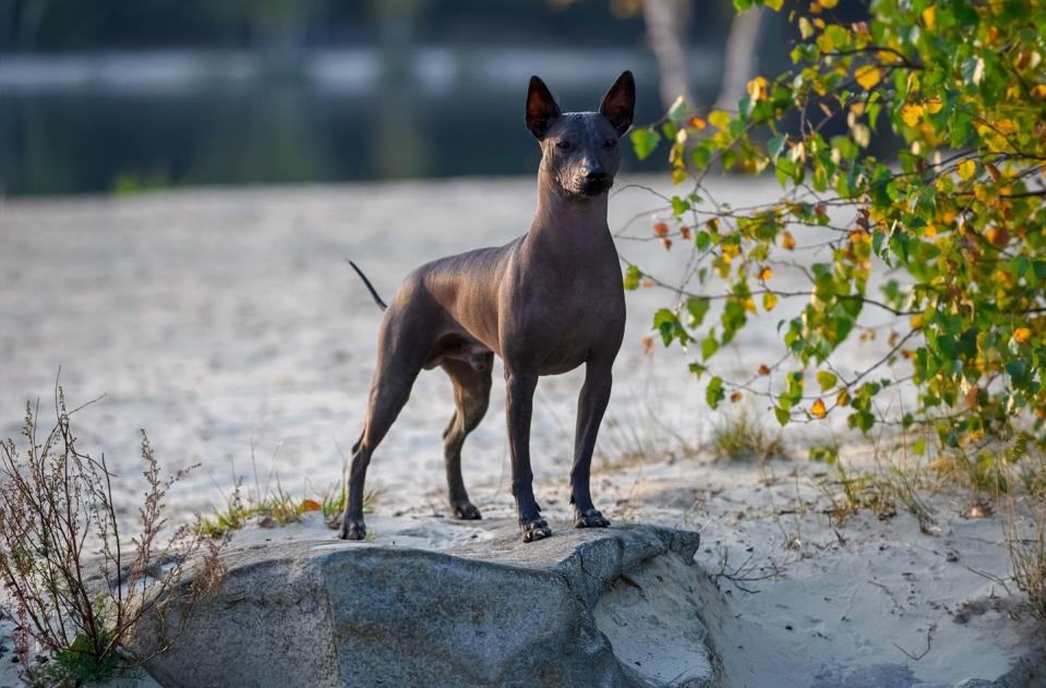 magnificent xoloitzcuintle mexican hairless dog standing on stone, dogs that don't shed