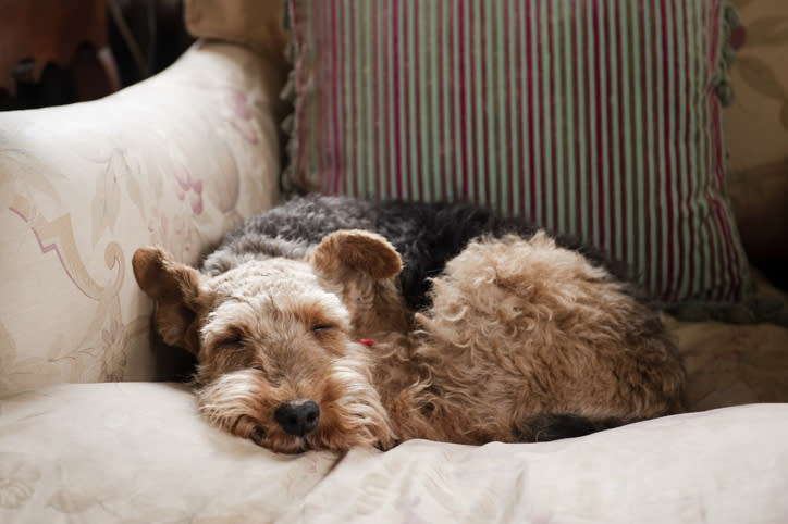 dog curled up asleep on the couch