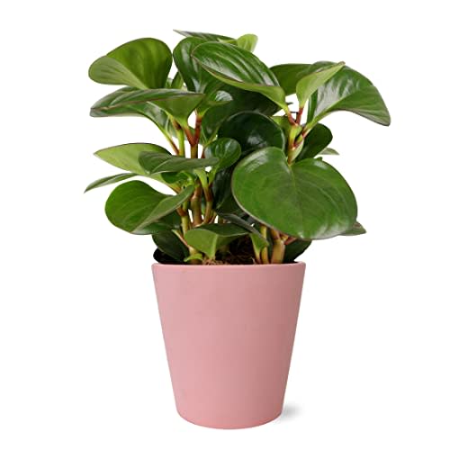 Wild Interiors WA5066 Peperomia Rubber Plant in Matte Pink Ceramic Pottery, Live Indoor Plant, Two-Tone Leaves, Fully Rooted, Obtipan Green, Pink Home Décor, 5