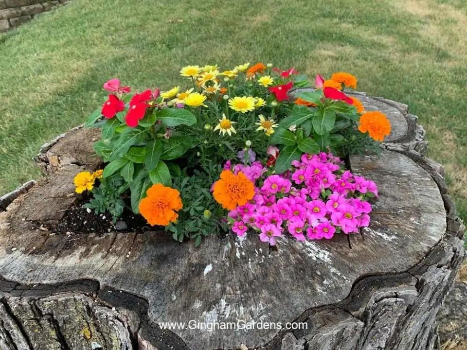 Purple, yellow, red, and orange flowers planted in old tree trunk used as a planter. 