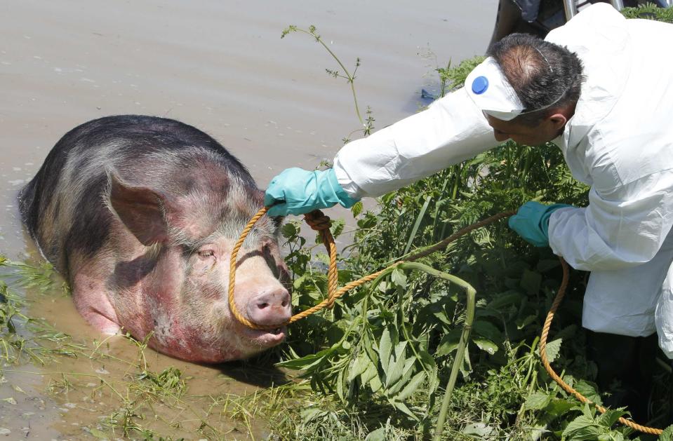 A veterinarian puts a rope around a pig's head to help it out of water during heavy floods in the village of Prud