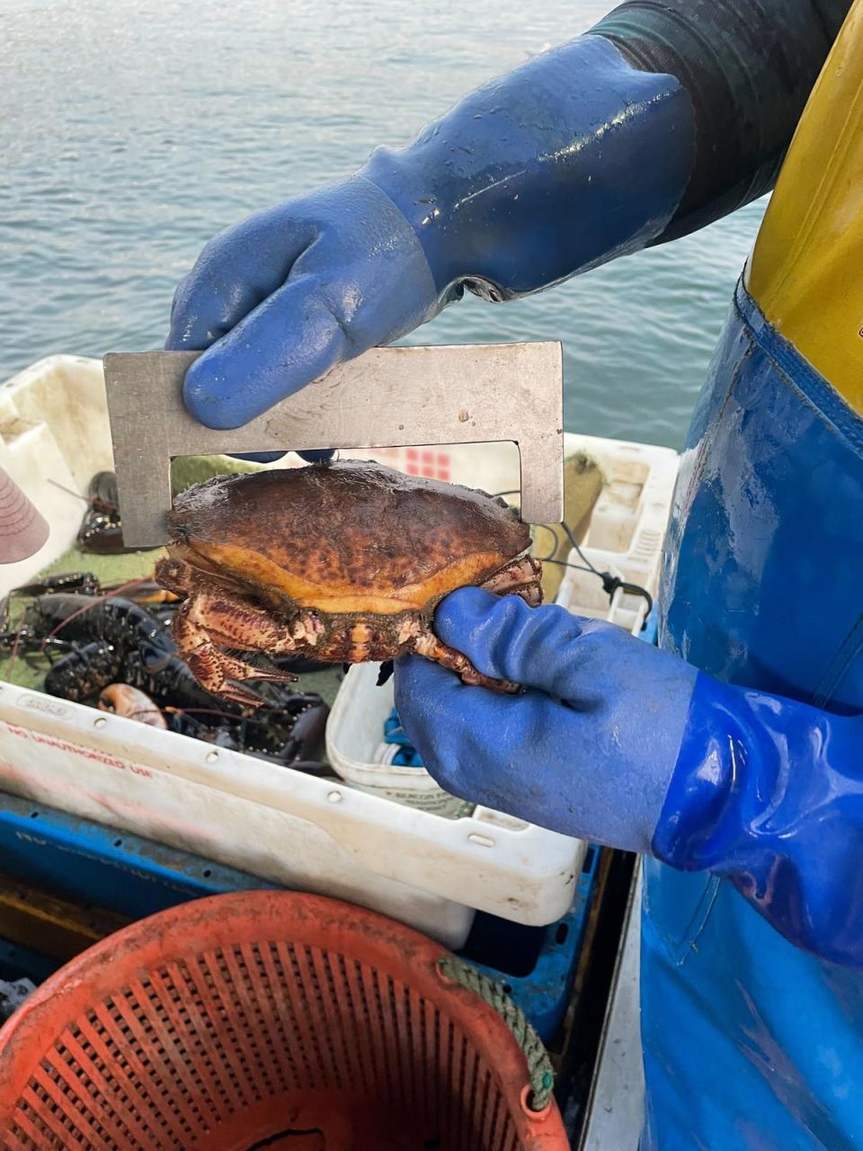 Measuring crabs on the Olivia Rose (The Independent)