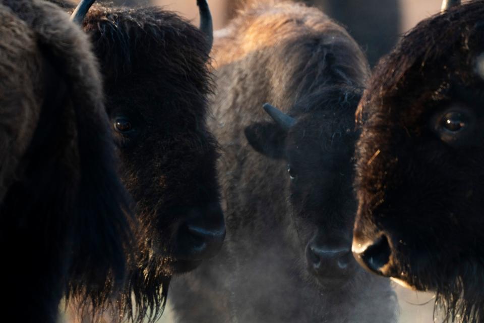 A herd of buffalo graze in the prairie, Friday, March 29, 2024, at Kankakee Sands in Morocco, Indiana.