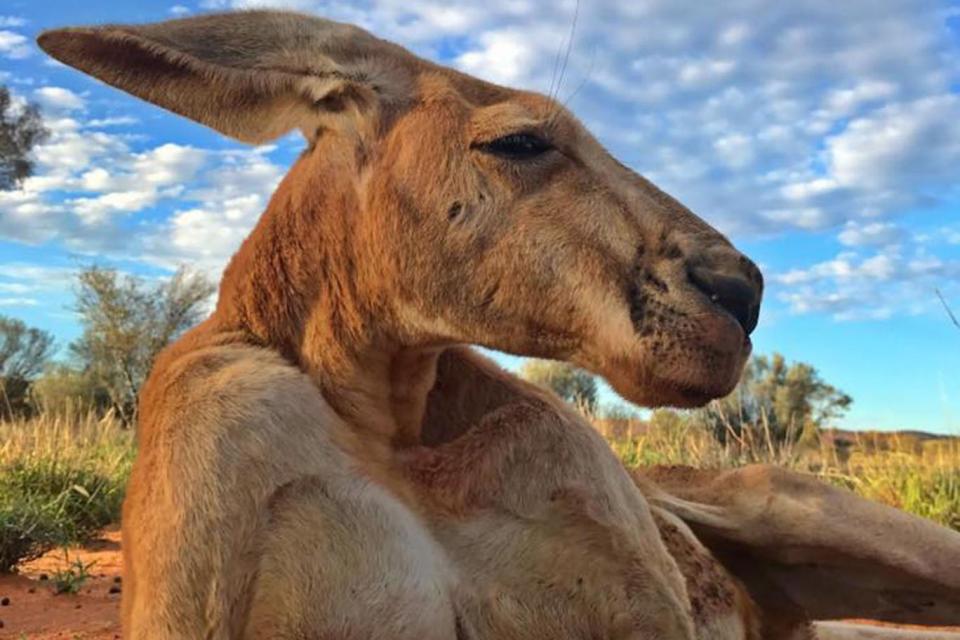 The Sanctuary posted the last photo taken of Roger, taken last week before he passed away over the weekend (Kangaroo Sanctuary Alice Springs)