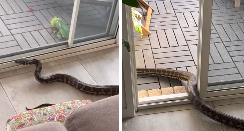 Snake in Queensland resident's living room