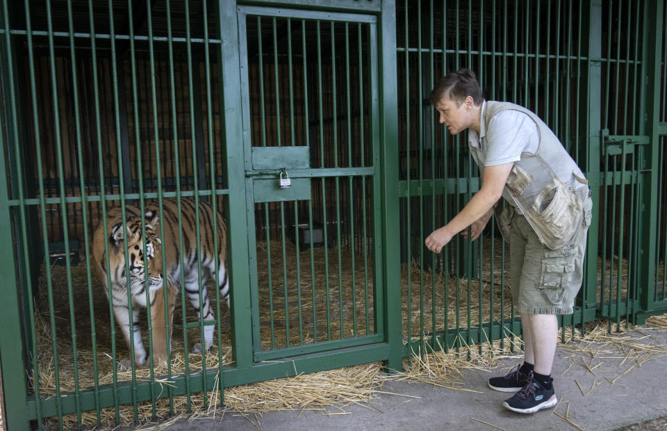 Natalia Popova, 50, talks to a tiger at her animal shelter in Kyiv region, Ukraine, Thursday, Aug. 4, 2022. Popova, in cooperation with the animal protection organisation UA Animals, has already saved more than 300 animals from the war, 200 of them were sent abroad, and 100 found a home in most western regions of Ukraine, which are considered to be safer. (AP Photo/Efrem Lukatsky)