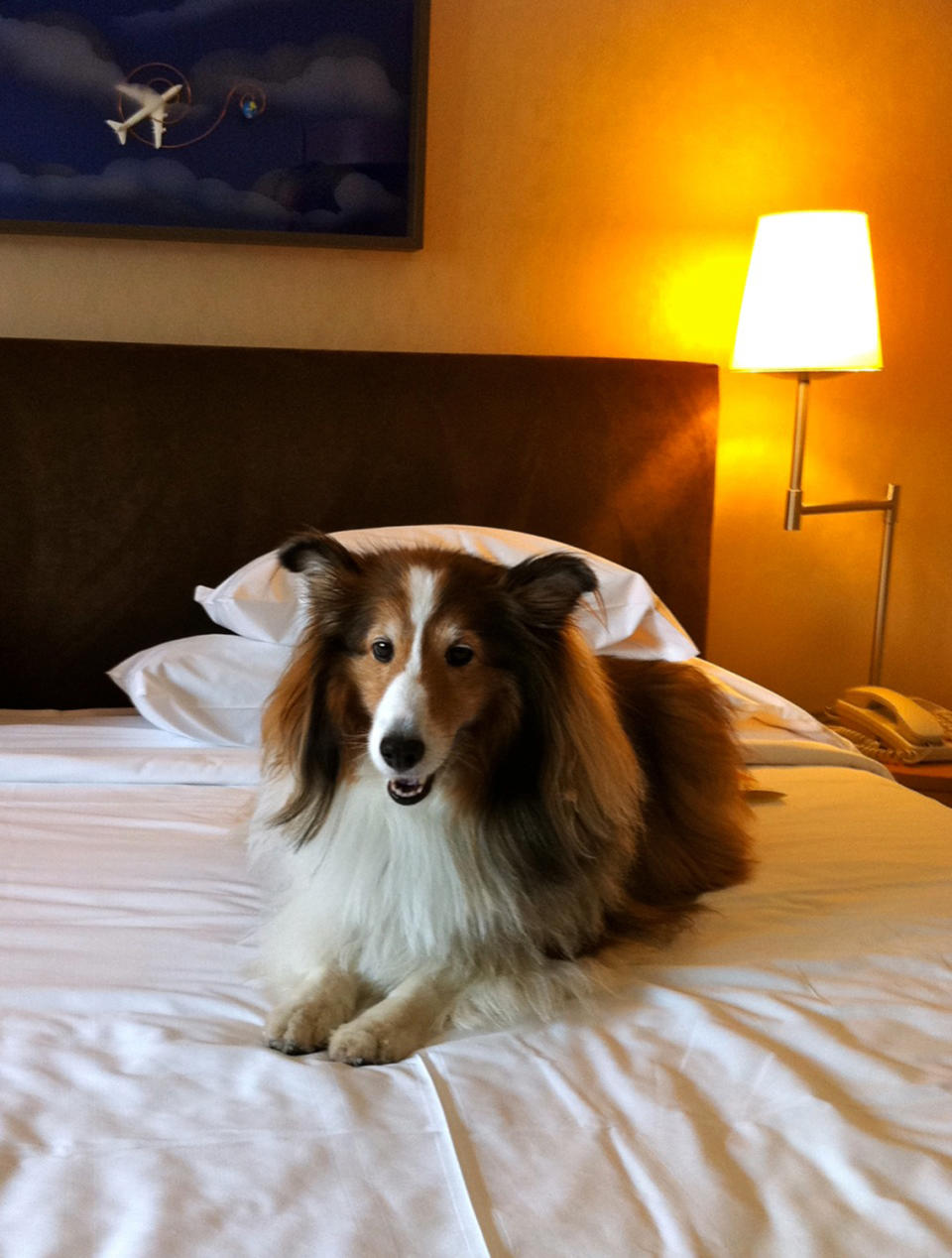 In this May 2011 photo provided by Sheron Long, Chula, a 30-pound Shetland sheepdog and veteran traveler, rests on a bed in the Sheraton Hotel at the Charles de Gaulle Airport, after a long flight from San Francisco to Paris, France. Travel for humans during holidays is tough enough: Long lines, crowds everywhere, extra bags full of presents. Throw a pet in the mix, and it's a recipe for disaster. Long is the author of "Dog Trots Globe - To Paris and Provence." (AP Photo/Sheron Long)