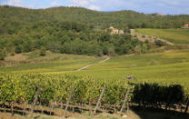 Vineyards are seen in Nipozzano, Italy, September 21, 2017. Picture taken September 21, 2017. REUTERS/Isla Binnie