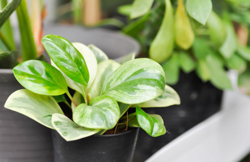 <p>Avec ses feuilles épaisses et charnues, le peperomia obtusifolia 'Variegata' dénote par sa panachure vert clair et vert foncé. Décoratif, il va apporter une touche d’originalité dans les pièces de votre maison.</p><h3>Où mettre un peperomia ?</h3><p>Il va apprécier une pièce lumineuse avec une source de lumière tamisée et la mi-ombre. Le plein soleil peut nuire à sa panachure.</p><h3>Comment s’occuper d’une peperomia ?</h3><p>Toute l’année, arrosez-le une fois par semaine avec une eau non calcaire de préférence. Vous pouvez aussi arroser le feuillage une fois par mois et en hiver, le dépoussiérer. En hiver, vaporisez le feuillage car l’air intérieur trop chauffé l’assèche. Si vous devez le rempoter, choisissez un pot légèrement plus grand. Le peperomia aime être à l’étroit.</p><h3>Pourquoi le peperomia perd ses feuilles ?</h3><p>Si vous constatez que votre plante porte des feuilles jaunes ou vertes qui tombent, stoppez les arrosages ou mettez votre plante dans une pièce aux températures plus douces. Un excès d’eau peut en effet causer ce désagrément. Reprenez tranquillement un rythme régulier en laissant sécher la terre entre deux arrosages.</p><h3>Est-ce que le peperomia fleurit ?</h3><p>Si votre peperomia se plaît, il peut fleurir entre juin et août. Les épis blancs vont animer la plante. Une fois défleuris, coupez-les pour ne pas épuiser inutilement la plante.</p><br>