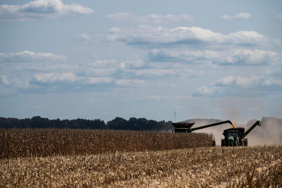 A combine harvests corn on Bridgeforth Farms  in Tanner, Alabama.