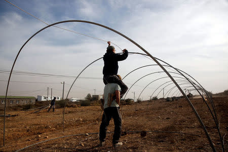 Israeli teenagers erect tent frames as they prepare for an expected eviction of the Jewish settlement outpost of Amona in the West Bank, November 22, 2016. REUTERS/Ronen Zvulun