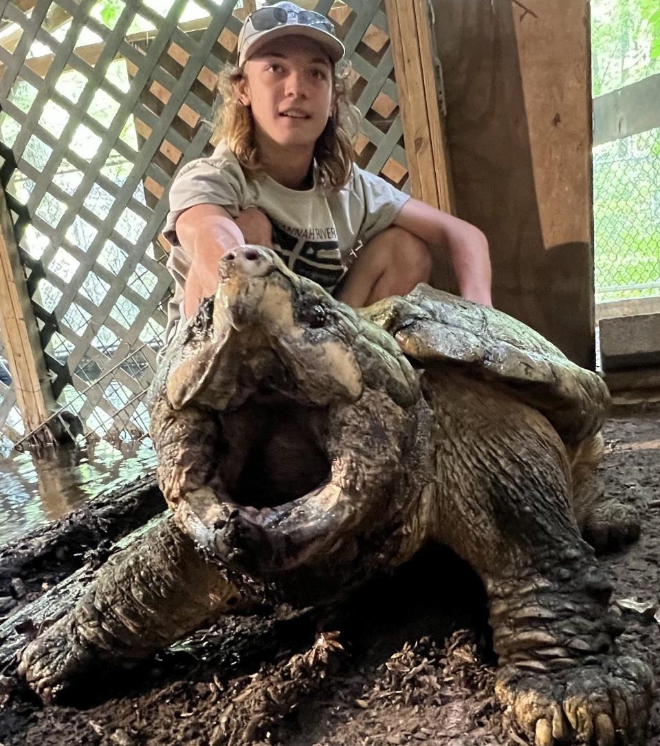 Parker Gibbons sits behind a 150-pound alligator snapping turtle at the Turtle Survival Center near Charleston, South Carolina. [Photo provided by Clinton Doak]