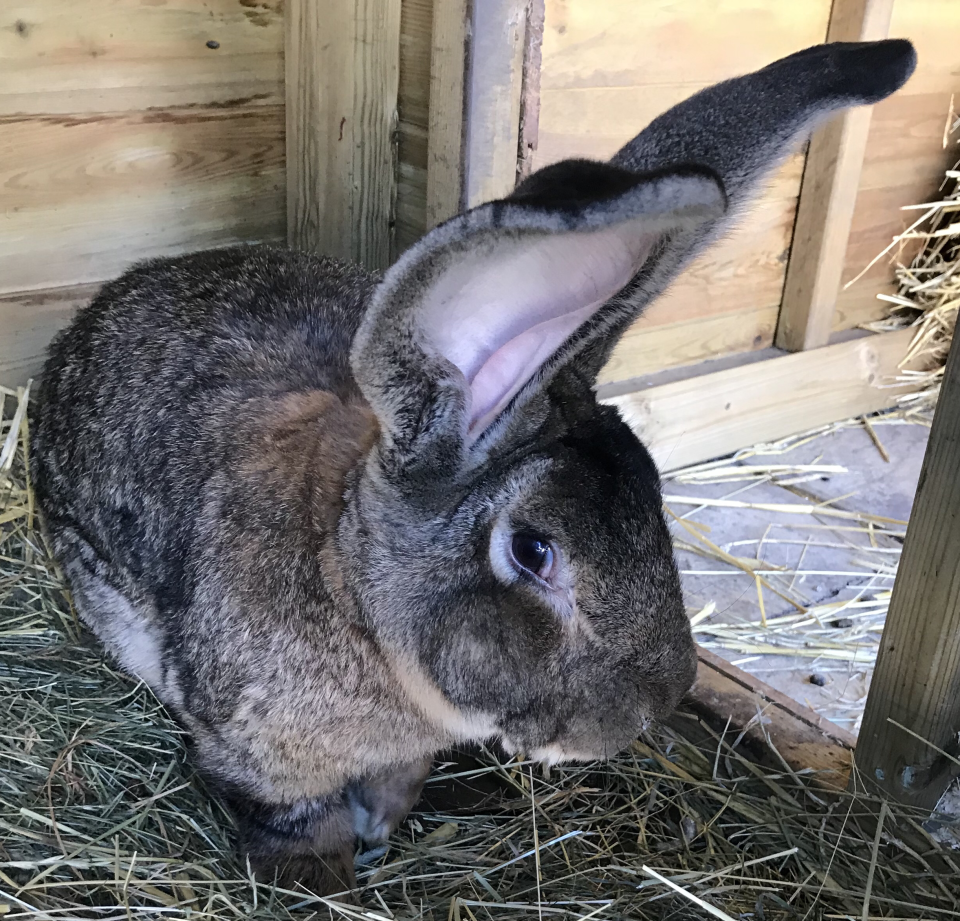 <p>Darius, the world’s biggest rabbit was found missing from his owner’s home in Stoulton, Worcestershire</p> (West Mercia Police)