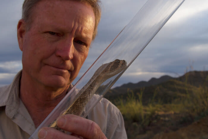 Jonathan, who co-authored a field guide to reptiles and amphibians, demonstrates the safe way researchers handle venomous snakes such as this western diamondback rattlesnake