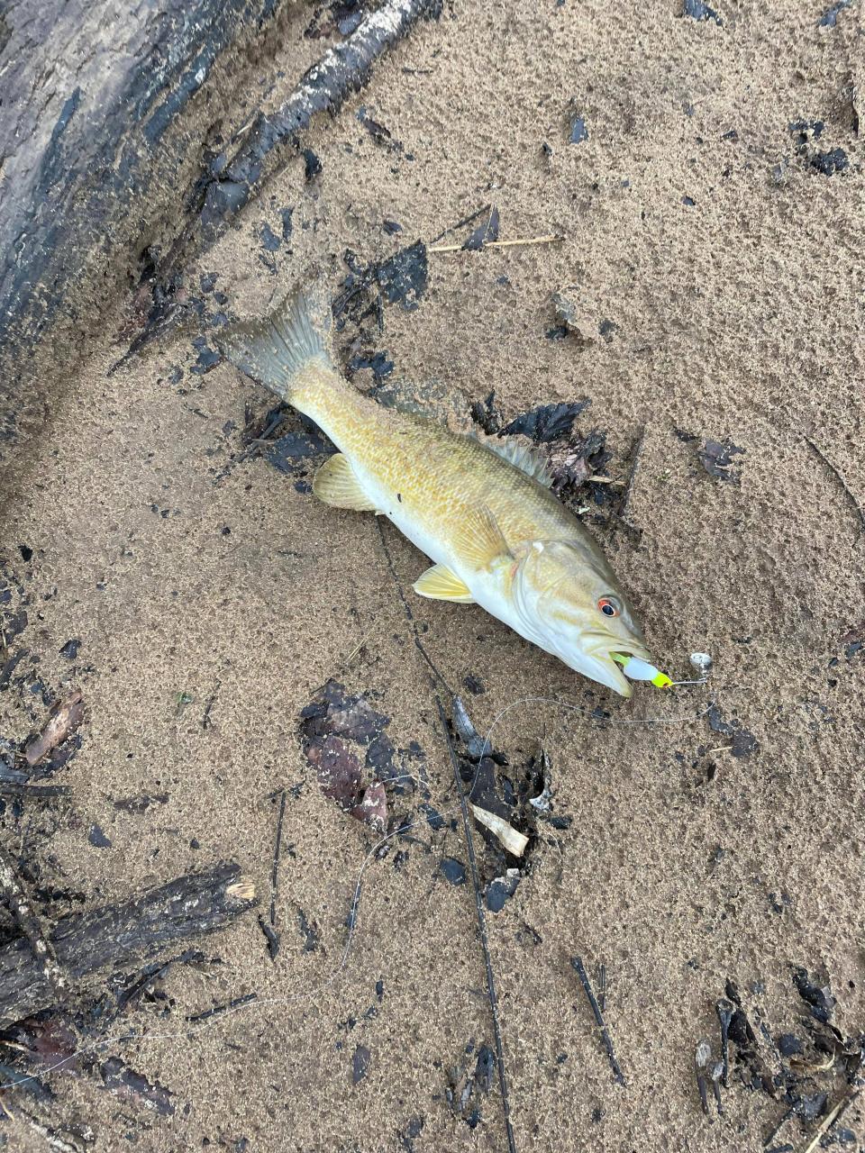 John Blomberg caught a smallmouth bass and, along with it, came a lamprey.