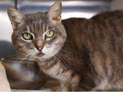 12-year-old Banshee is a sweet and snuggly senior cat who arrived at the shelter as a stray in March.