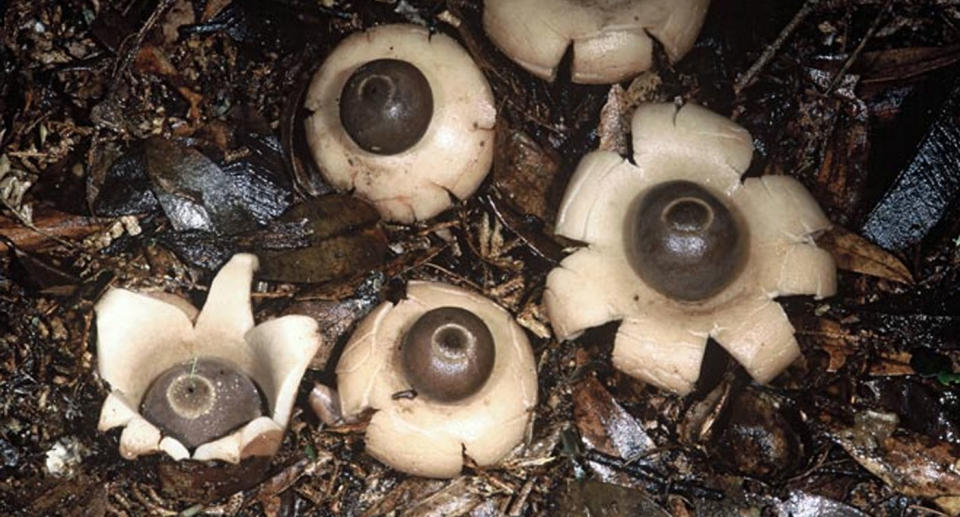 The Geastrum velutinum species of ground star was found on a forest floor in New Zealand.  Source: New Zealand Government