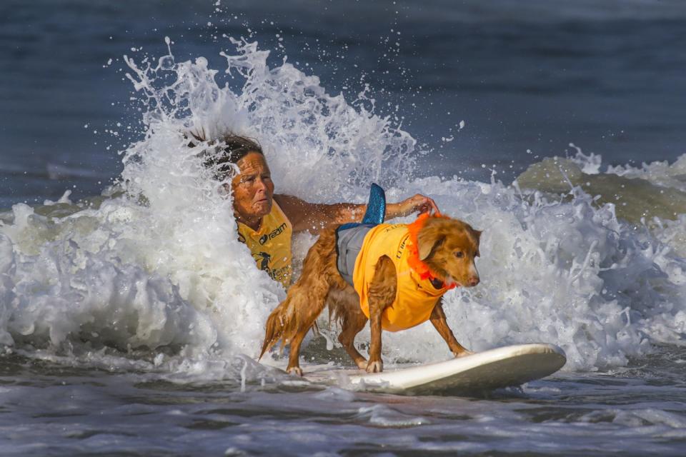 April Pasko, left, launches Jessi, a Nova Scotia duck tolling retriever, on a wave.