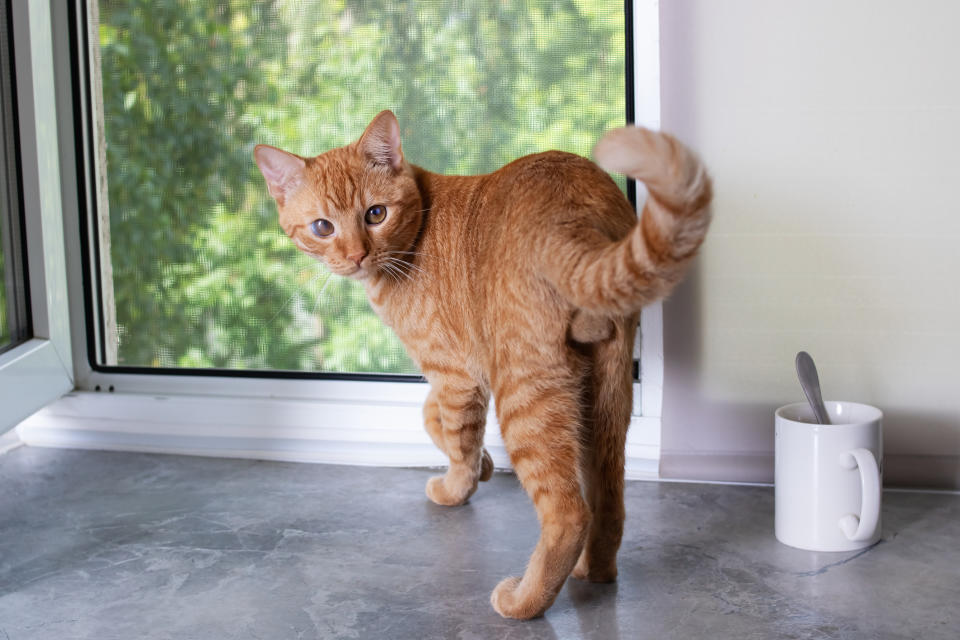 Red cat sits on windowsill and looks out window