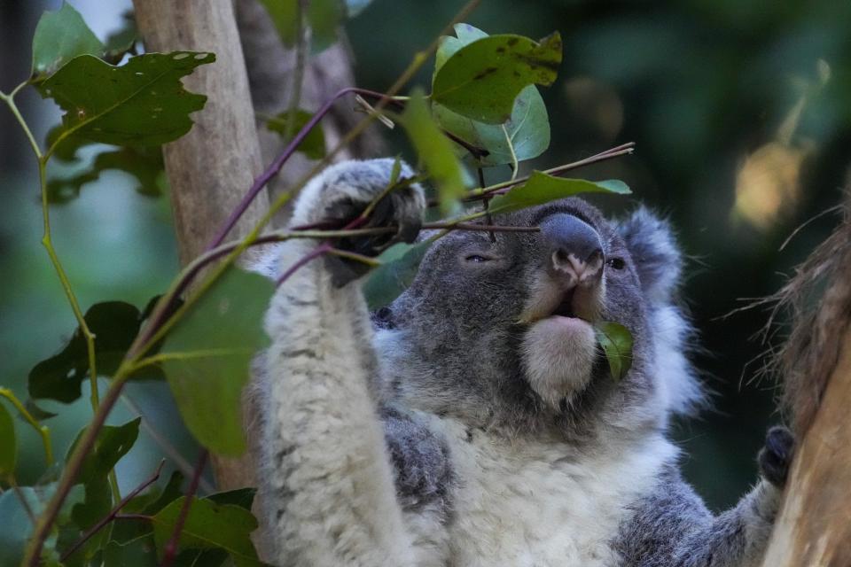 A koala eats gum leaves at a koala park in Sydney, Australia, Friday, May 5, 2023. Australian scientists have begun vaccinating wild koalas against chlamydia in a pioneering field trial in New South Wales. The aim is to test a method for protecting the beloved marsupials against a widespread disease that causes blindness, infertility and death. (AP Photo/Mark Baker)