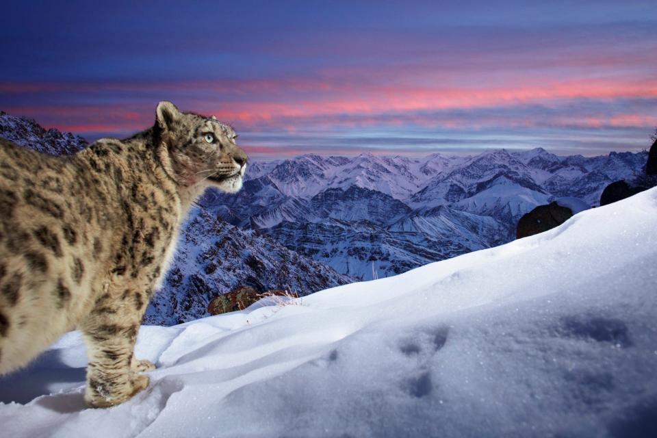 Sascha Fonseca's image of a snow leopard posed against the Indian Himalayas was chosen by thousands of voters for The Wildlife Photographer of the Year People's Choice Award.